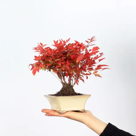 NANDINA "BAMBOU SACRE" 2-3