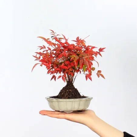 NANDINA "BAMBOU SACRE" 2-5