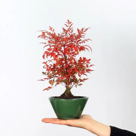 NANDINA "BAMBOU SACRE" 2-9