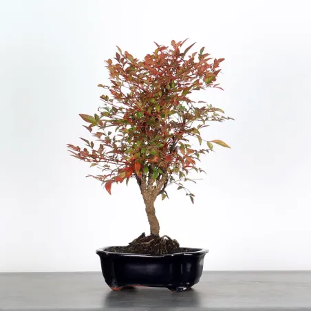 NANDINA "BAMBOU SACRE" 2-10