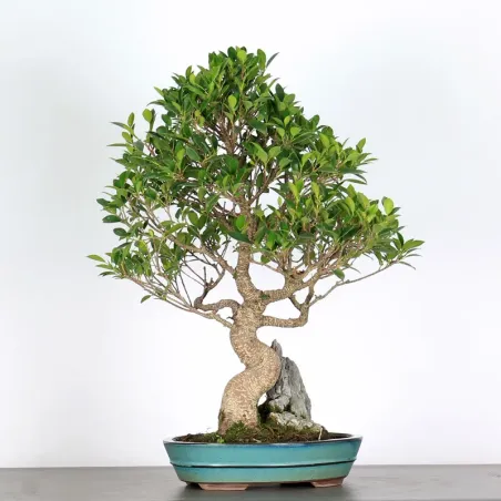 FICUS NITIDA 1-1