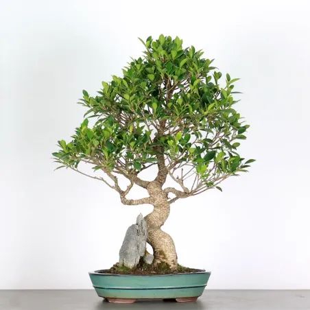 image supplémentaire - FICUS NITIDA 1-1