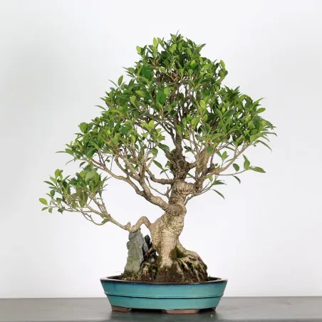 FICUS NITIDA FIN-1-3