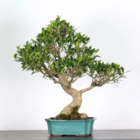 FICUS NITIDA FIN-1-6