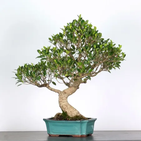 image supplémentaire - FICUS NITIDA FIN-1-6