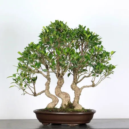 FICUS NITIDA FIN-1-7