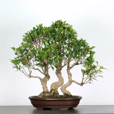 image supplémentaire - FICUS NITIDA FIN-1-7