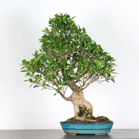 FICUS NITIDA FIN-1-8