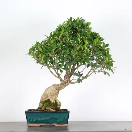 FICUS GINSENG 1-9