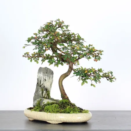 Bonsai Orme de Chine OR-1-2