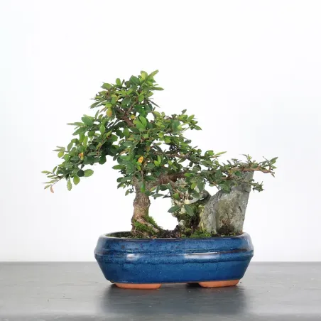 Bonsai Chinese Elm OR-1-3