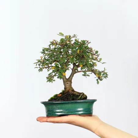 Bonsai Orme de Chine OR-1-4