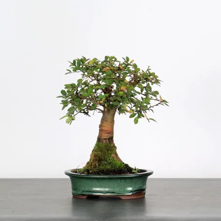 Bonsai Orme de Chine OR-2-1