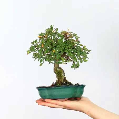 Bonsai Orme de Chine OR-2-2