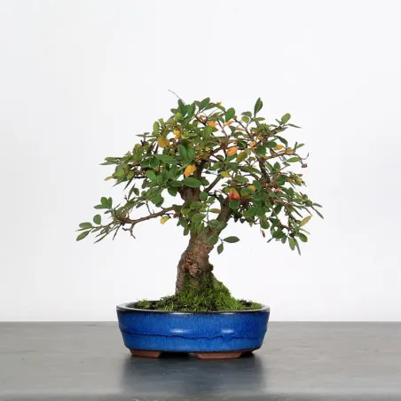 Bonsai Chinese Elm OR-2-5