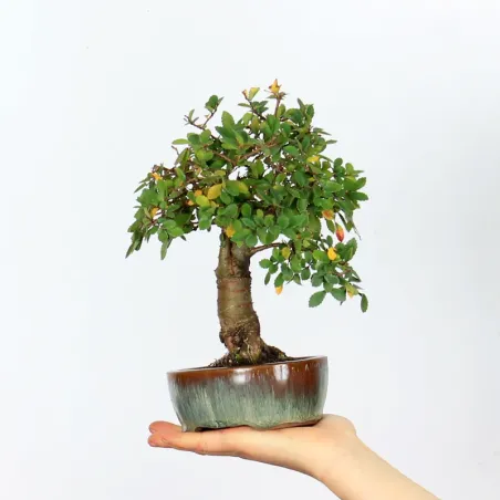 Bonsai Chinese Elm OR-2-7