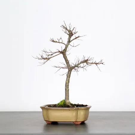 Bonsai Orme de Chine OR-2-10