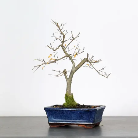 Bonsai Orme de Chine OR-2-14