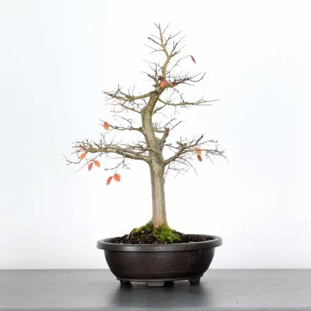 Bonsai Orme de Chine OR-3-1