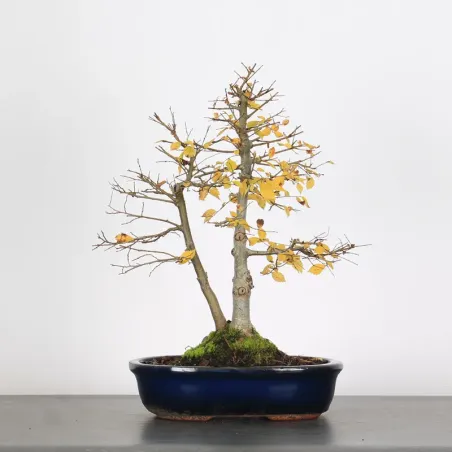 Bonsai Chinese Elm OR-3-7