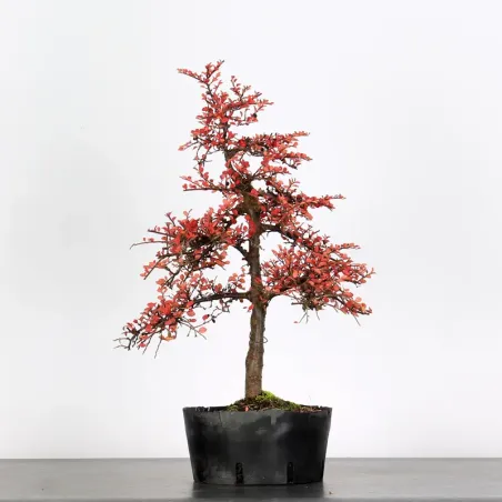 Bonsai Cotoneaster