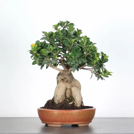 FICUS NITIDA END 1-10