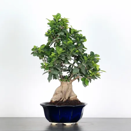 FICUS GINSENG FIN 1-11