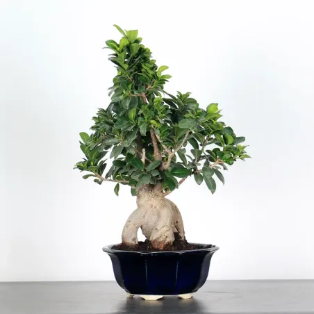 image supplémentaire - FICUS GINSENG FIN 1-11