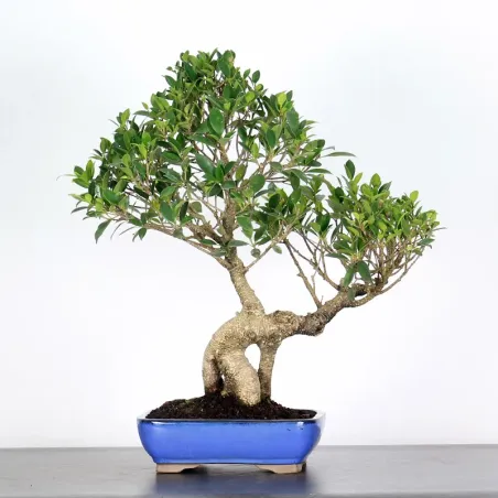 FICUS NITIDA FIN 1-12