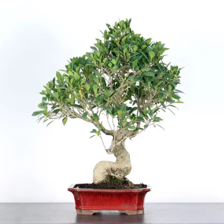 FICUS NITIDA END 1-13