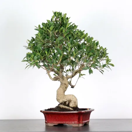 image supplémentaire - FICUS NITIDA FIN 1-13