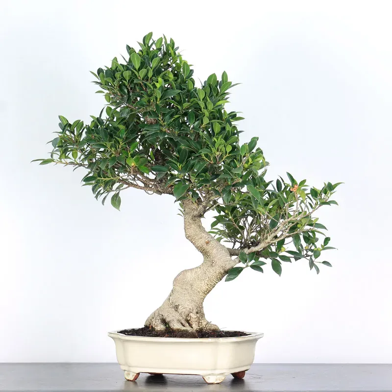 FICUS NITIDA FIN 1-14