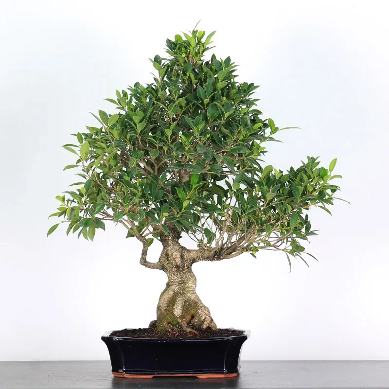 FICUS NITIDA FIN 1-15