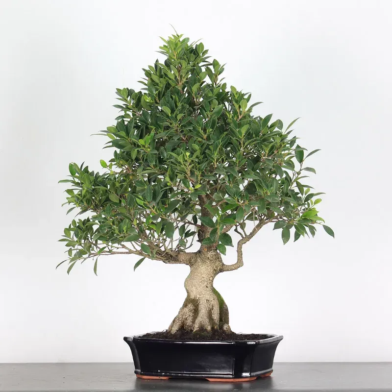 image supplémentaire - FICUS NITIDA FIN 1-15