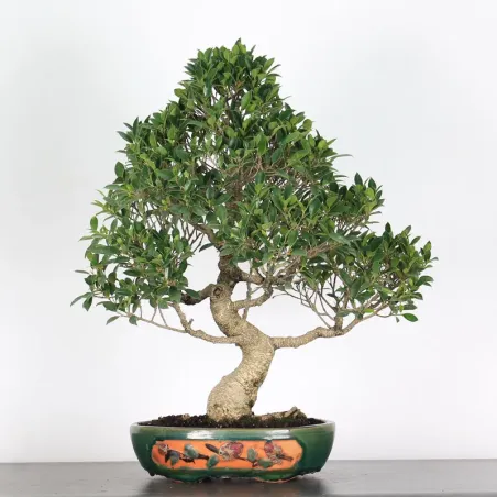 FICUS NITIDA 2-3