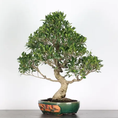 image supplémentaire - FICUS NITIDA 2-3