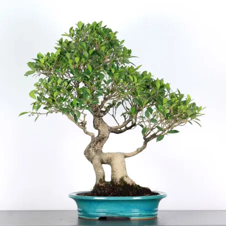 FICUS NITIDA FIN 2-4