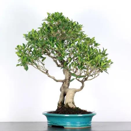 image supplémentaire - FICUS NITIDA FIN 2-4