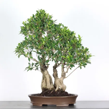 FICUS NITIDA FIN 2-7