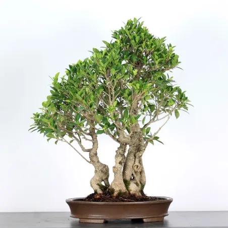 image supplémentaire - FICUS NITIDA FIN 2-7