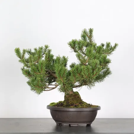 PREBONSAI PINUS MUGO n°5