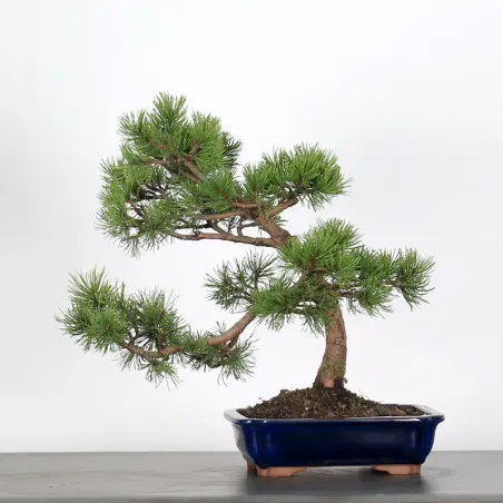 BONSAI PINUS MUGO 3-6