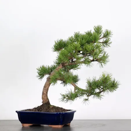 image supplémentaire - BONSAI PINUS MUGO 3-6