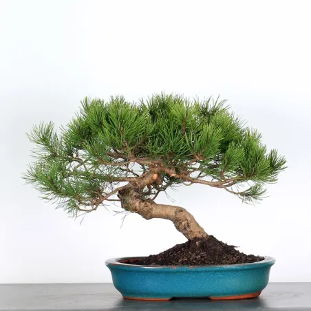 Mugo Bonsai Pine PM-4-2