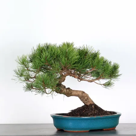 image supplémentaire - BONSAI PINUS MUGO 4-2