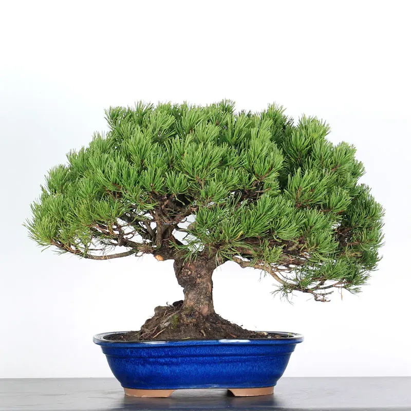 BONSAI PINUS MUGO 4-10