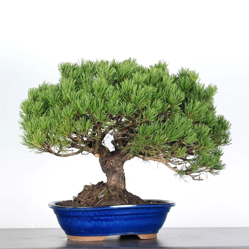 image supplémentaire - BONSAI PINUS MUGO 4-10