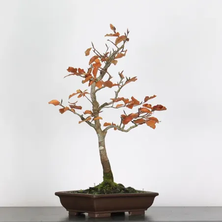 HÊTRE "FAGUS SYLVATICA" 1-1