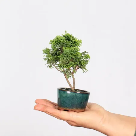 Bonsai Chamaecyparis Nana Gracilis