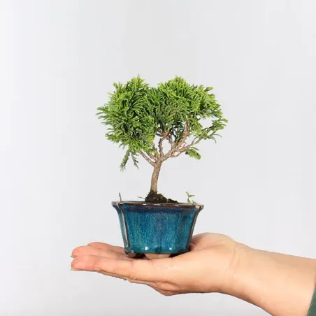 Bonsai Chamaecyparis Nana Gracilis